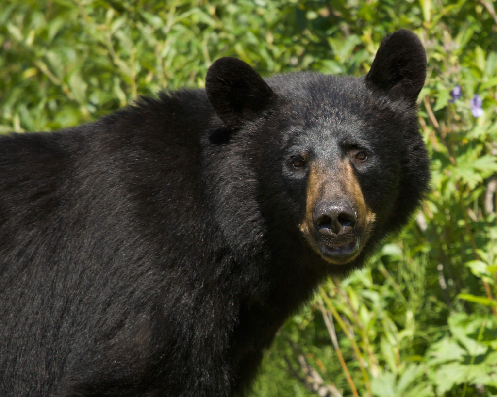 Wildlife Safety - Be Aware of Colorado's Wildlife and What you Should Do If You See Encounter Them Out on the TrailsThem
