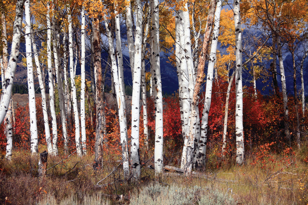 Colorado - Fall Foliage