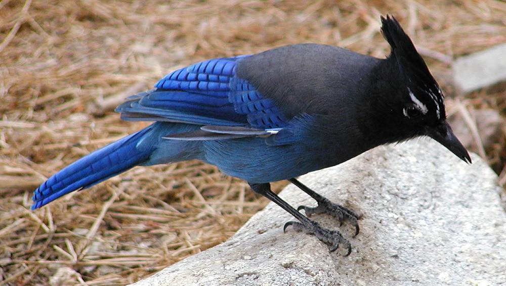 Stellar Jay in Colorado